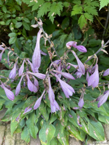 Hosta Slim and Trim    